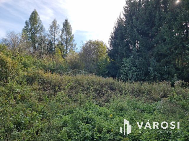 Fásított terület, kedvező áron eladó