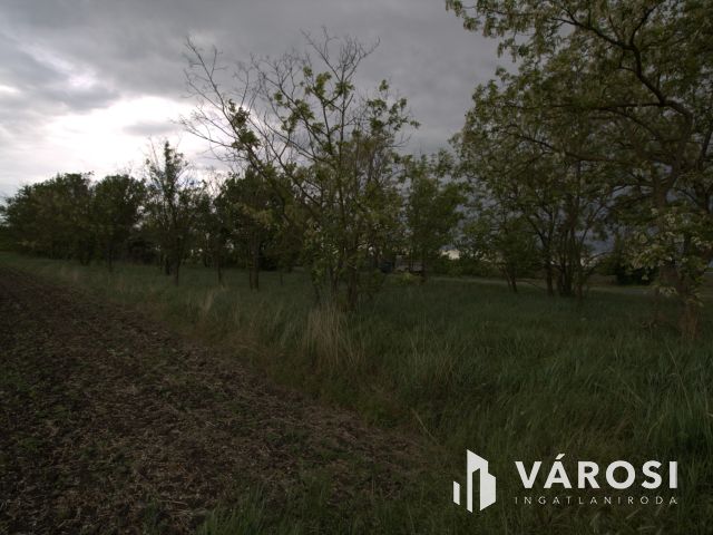 5+1,2 Ha szántóföld Tótkomlós határában